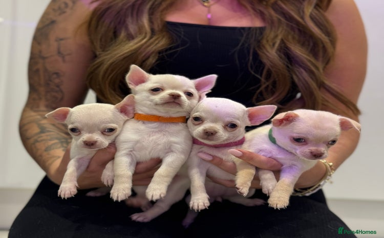 Chihuahua dogs - Advert 16