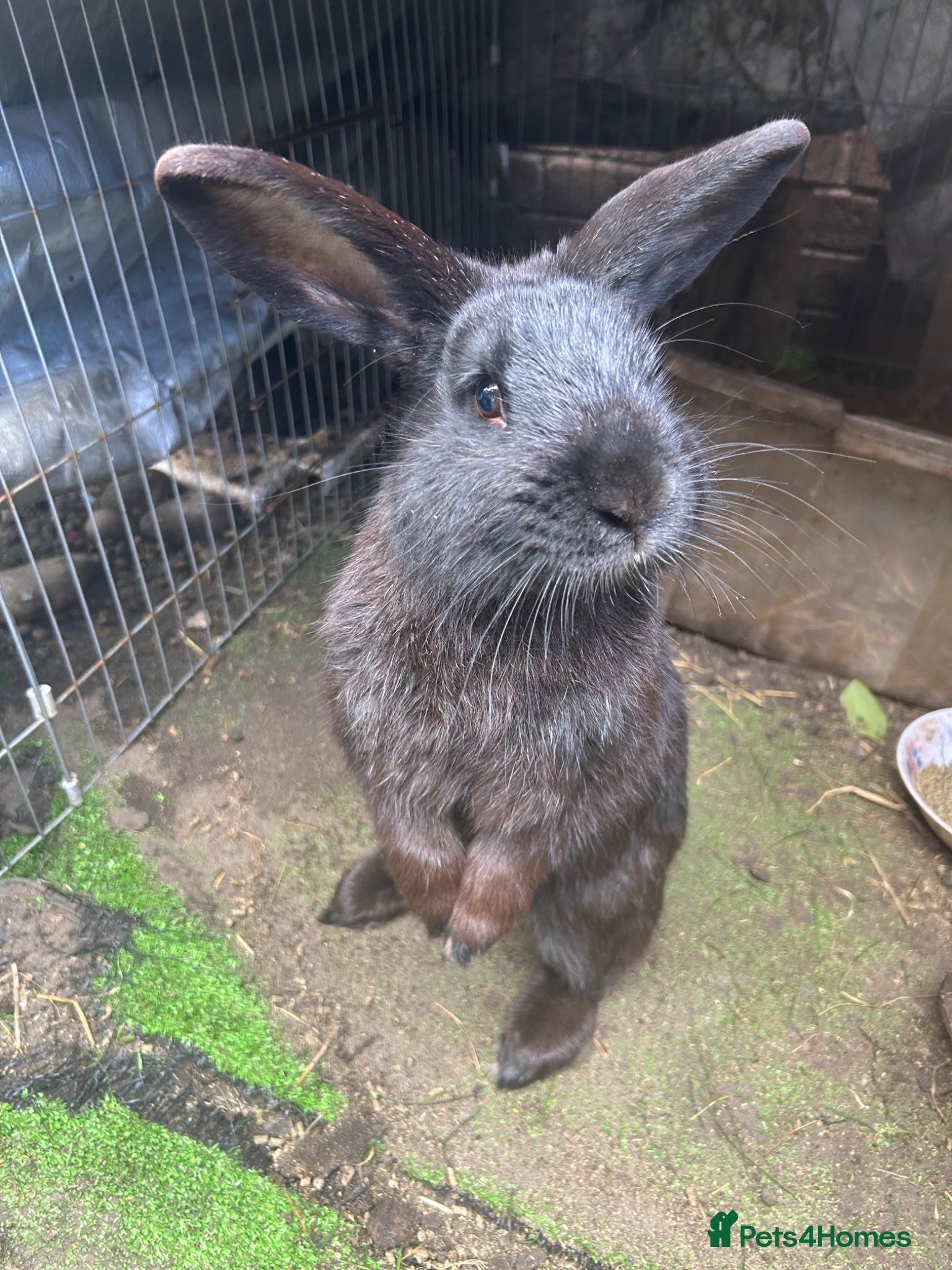 Mixed Breed rabbits Male rabbit - Advert 1