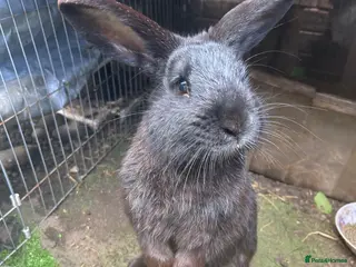 Mixed Breed rabbits Male rabbit - Advert 1
