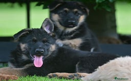 German Shepherd dogs for sale: TOP QUALITY GERMAN SHEPHERD LITTERS - Image 5