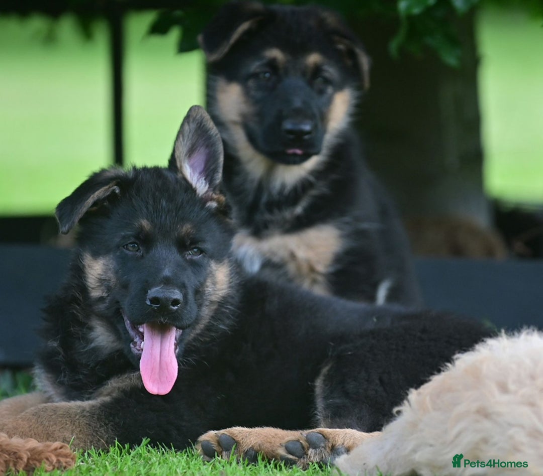 German Shepherd dogs for sale: TOP QUALITY GERMAN SHEPHERD LITTERS - Image 5