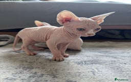 Sphynx cats for sale: Sphynx kittens - Image 5