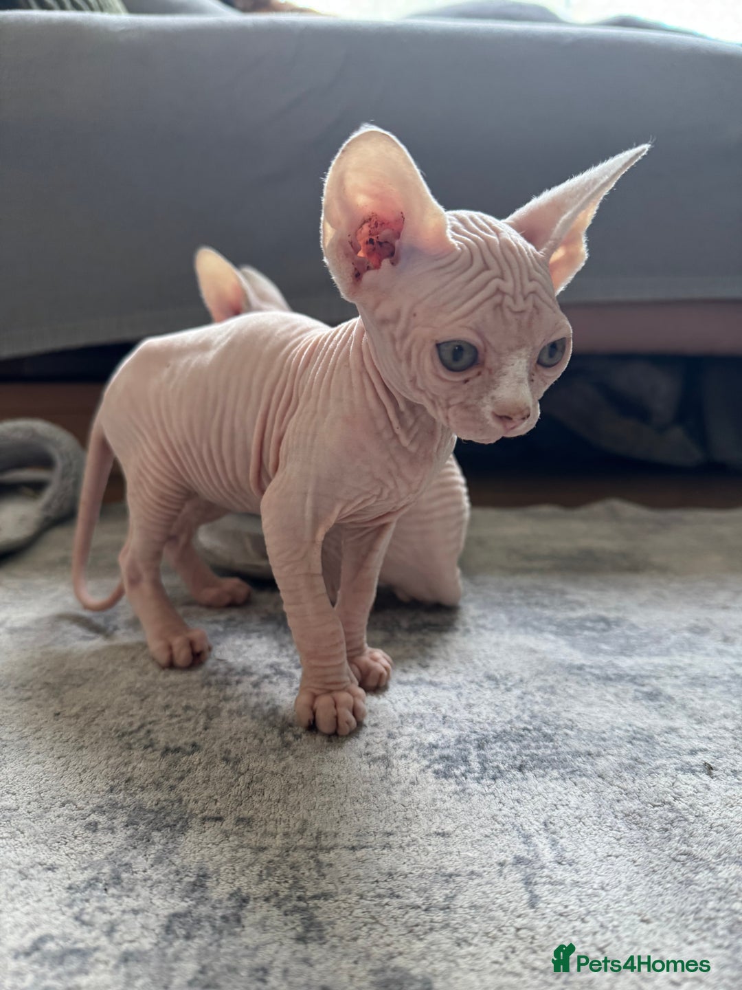 Sphynx cats for sale: Sphynx kittens - Image 5