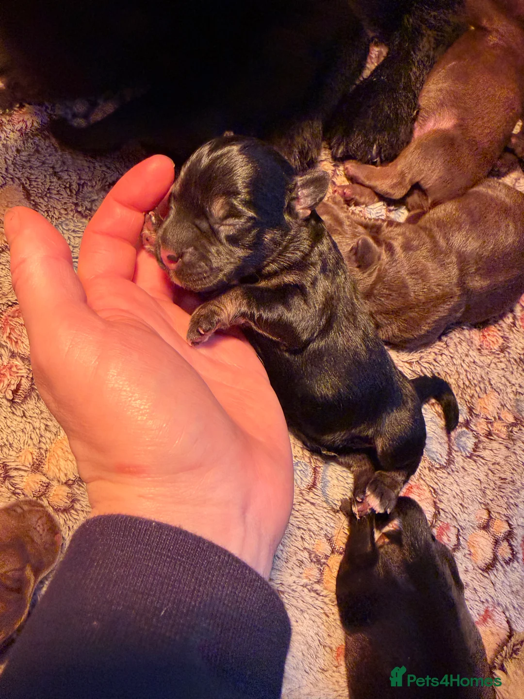 Patterdale Terrier dogs for sale: Chocolate Patterdales ready  **  weekend 🤎🐣  - Advert 5