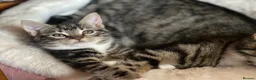 Mixed Breed cats for sale: Mixed breed kitten - Advert 2
