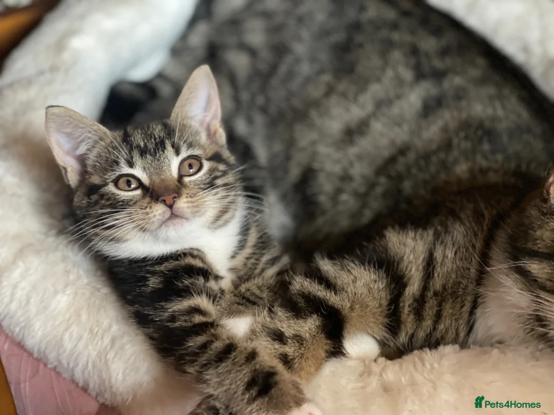 Mixed Breed cats for sale: Mixed breed kitten - Advert 2