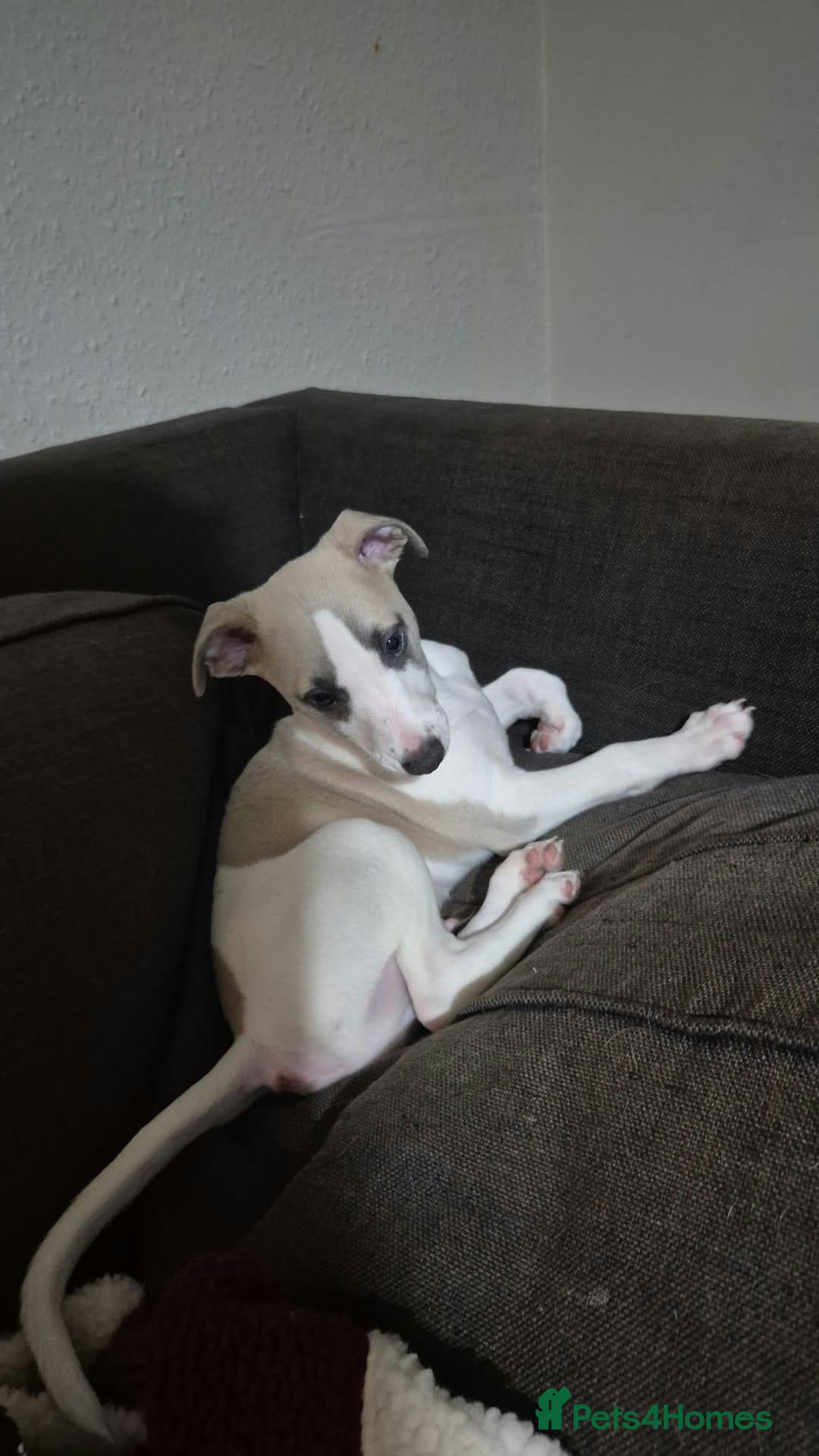 Whippet dogs for sale: Male whippet puppy available - Advert 1