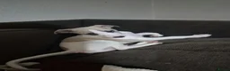 Whippet dogs for sale: Male whippet puppy available - Advert 1