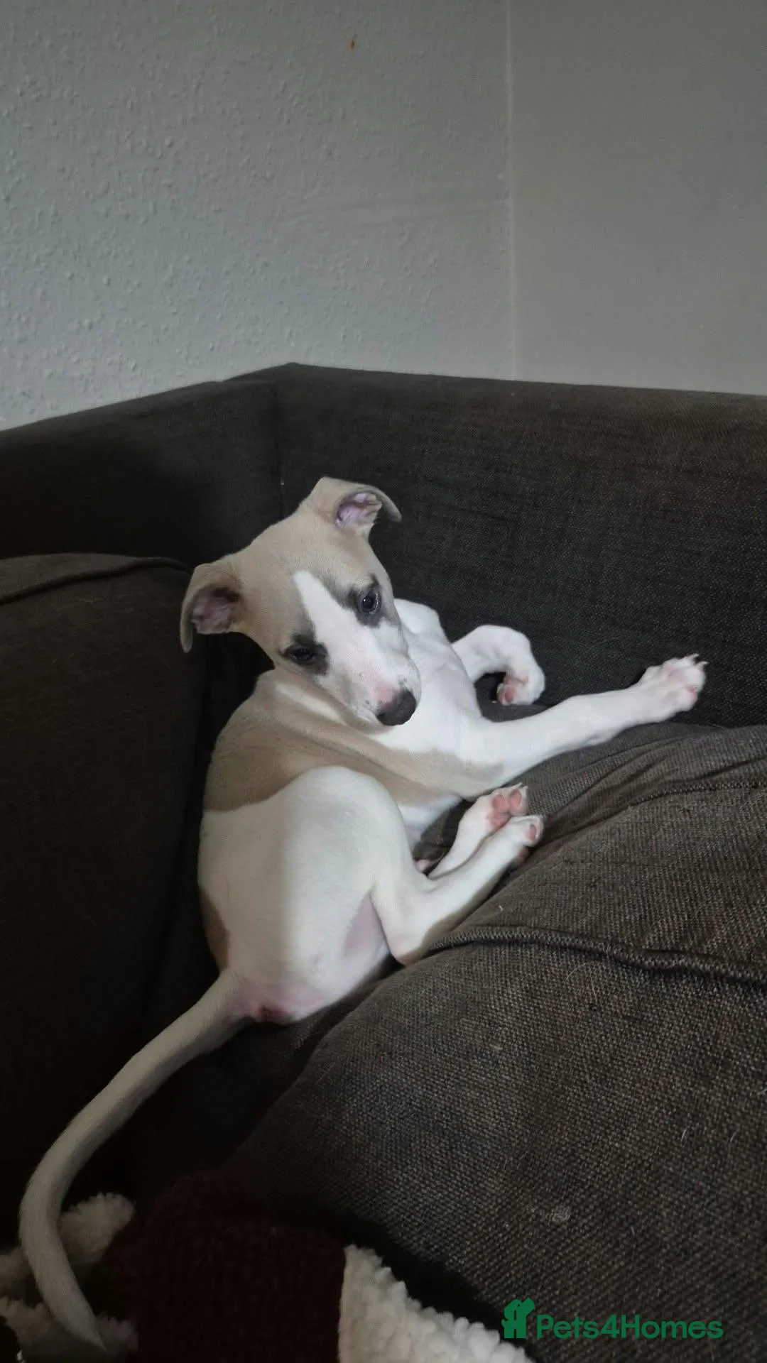Whippet dogs for sale: Male whippet puppy available - Advert 1