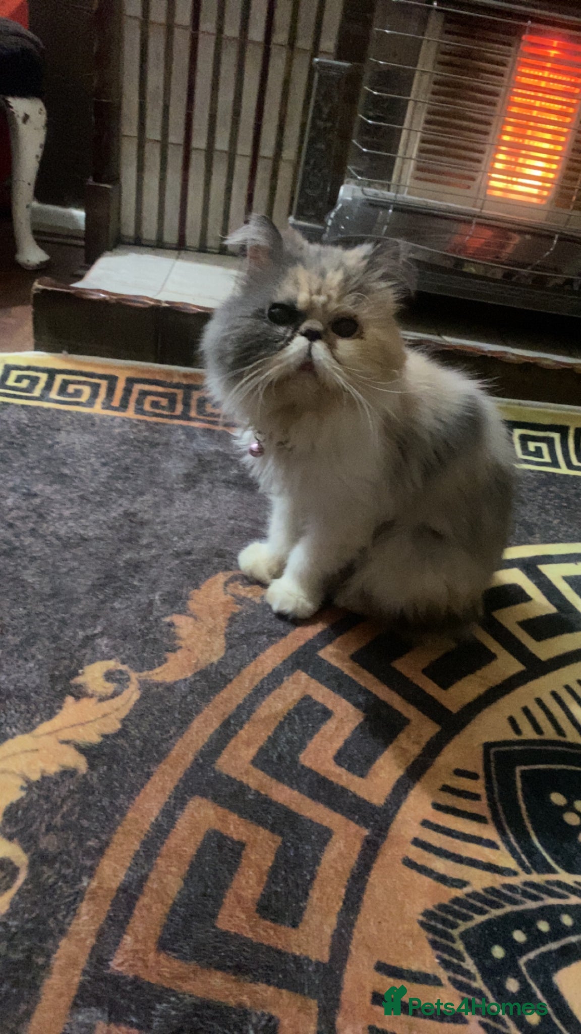 Persian cats Persian cat  - Advert 6