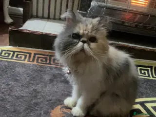 Persian cats Persian cat - Advert 6