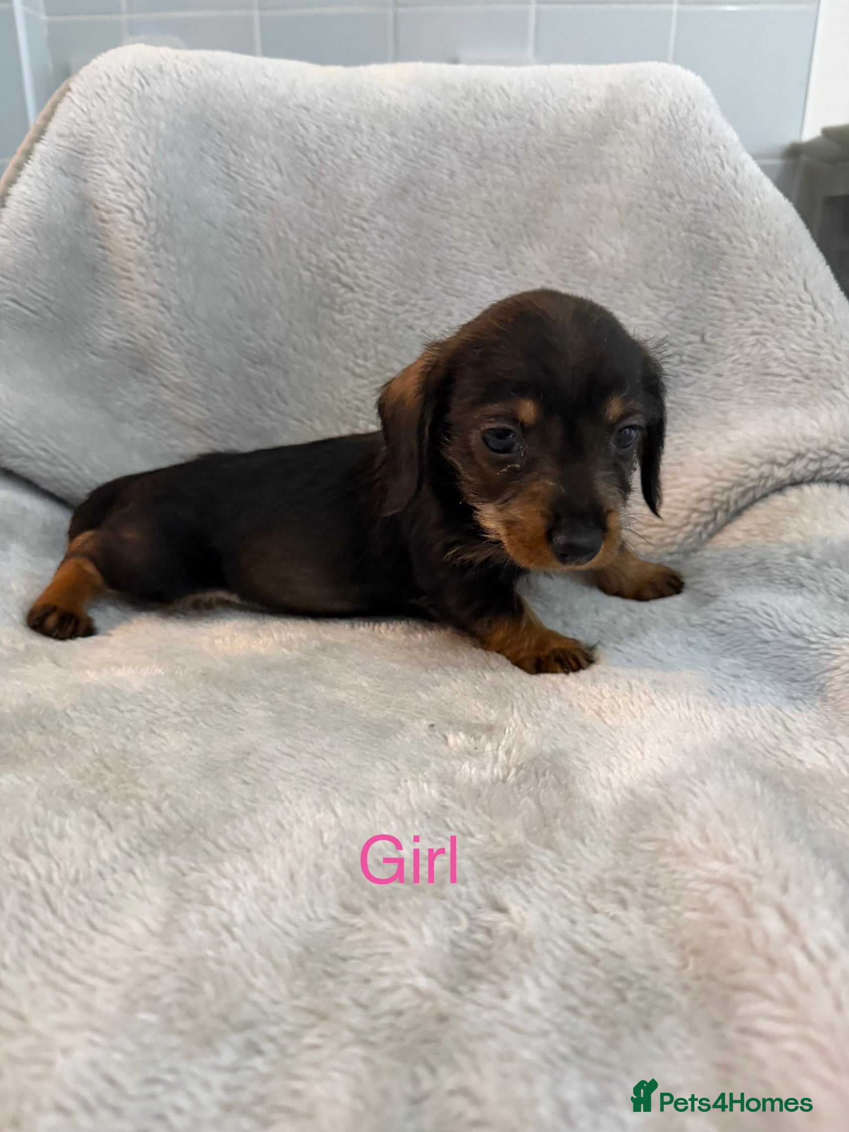 Dachshund dogs Long hair dachshund  - Advert 1