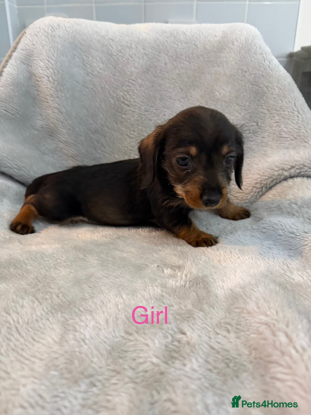 Dachshund dogs for sale: Long hair dachshund  - Advert 1