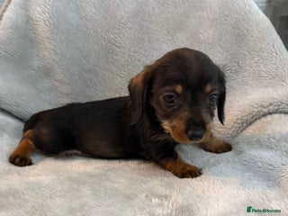 Dachshund dogs Long hair dachshund - Advert 1