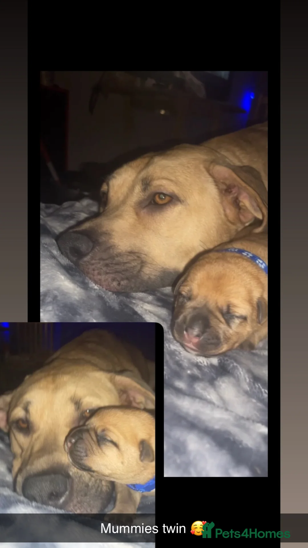 Mixed Breed dogs for sale: Ellisa sutcliffe  - Advert 2