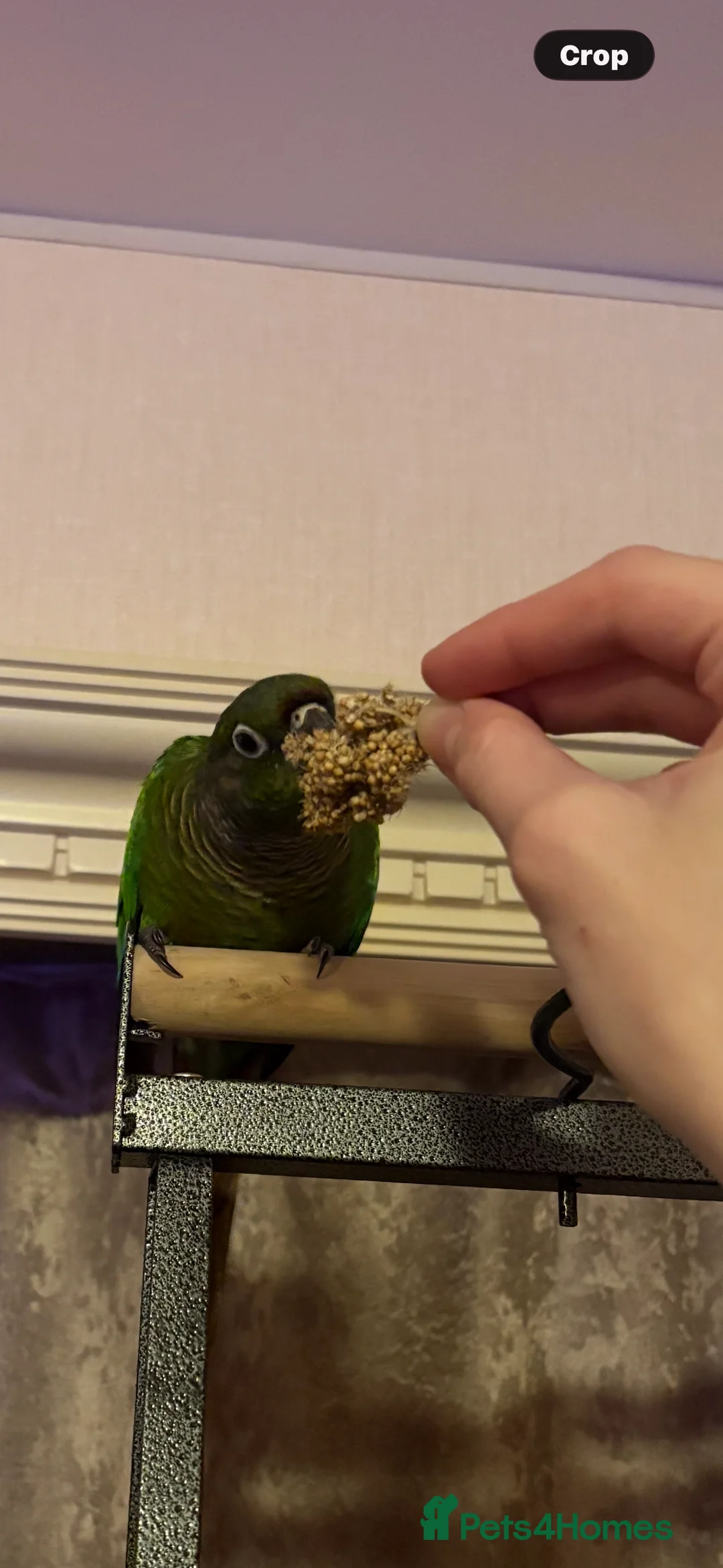 Conures birds for sale: Green Cheek Conure  - Advert 2
