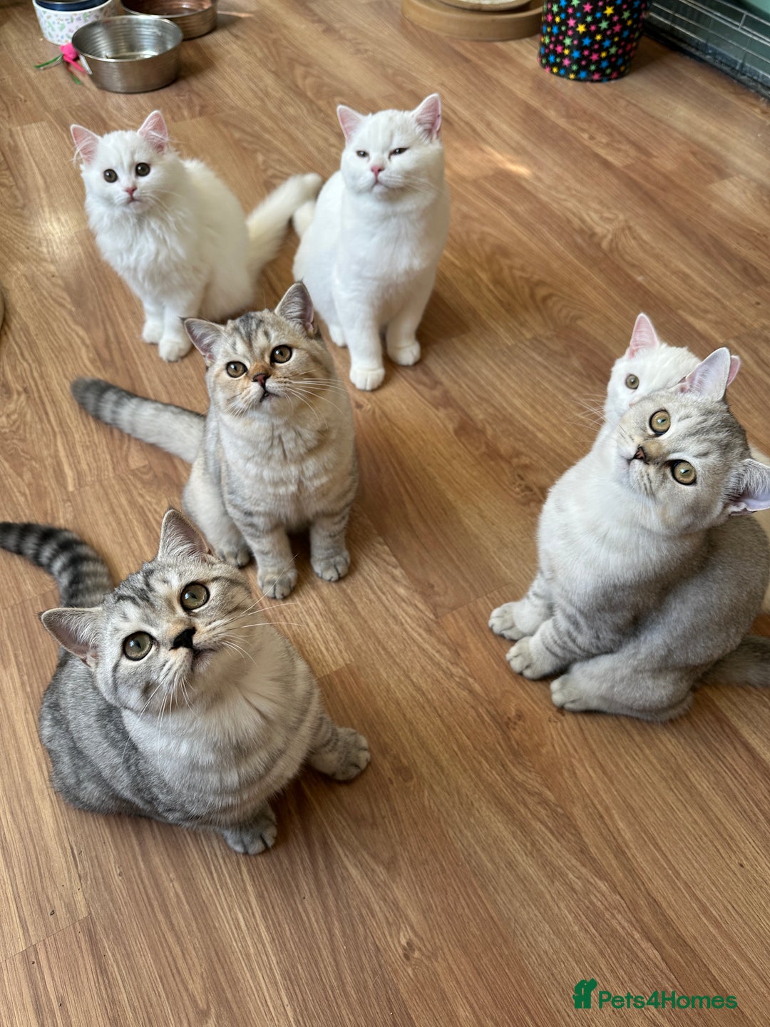 British Shorthair cats for sale: Gorgeous British Longhair & Shorthair Kittens - Advert 3