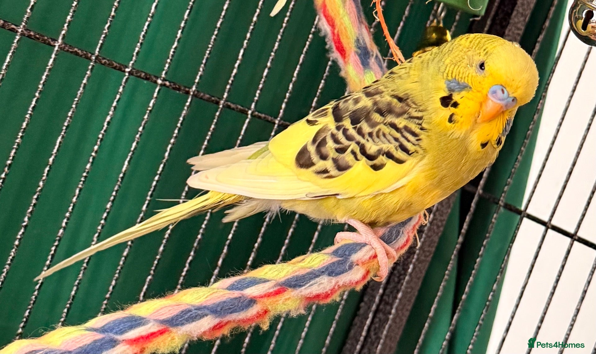 Budgerigars birds Young budgies males & females (please read ad)   - Advert 2