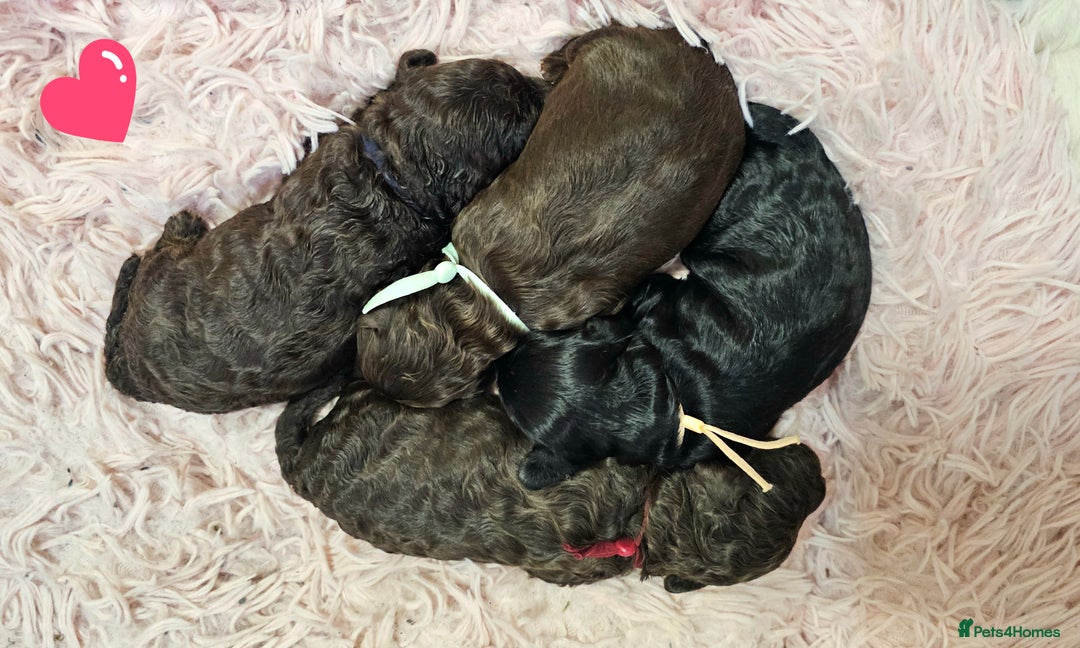 Cavapoo dogs for sale: STUNNING FULLY HEALTH TESTED F1B CAVAPOO  - Advert 16