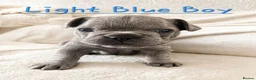 French Bulldog dogs for sale: Exceptional KC French Bulldog Puppies - Advert 6