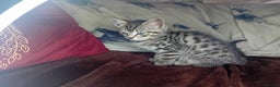 Bengal cats for sale: BengalX Ragdoll, American curl kittens - Advert 12