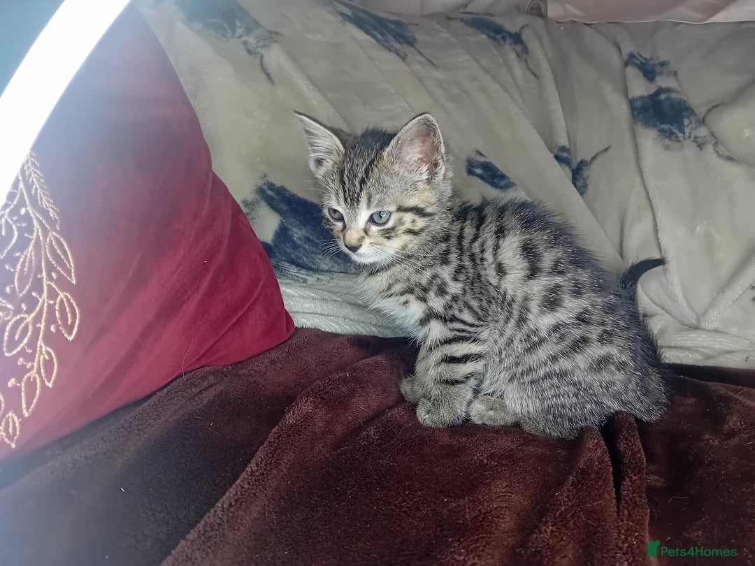Bengal cats for sale: BengalX Ragdoll, American curl kittens - Advert 12