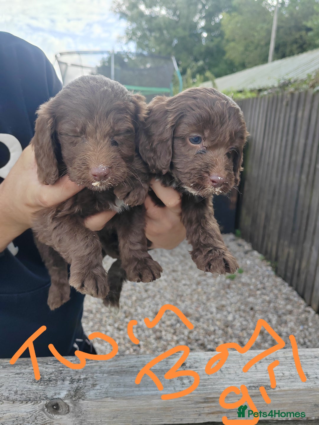 Cockapoo dogs for sale: Cookerpoo - Image 5