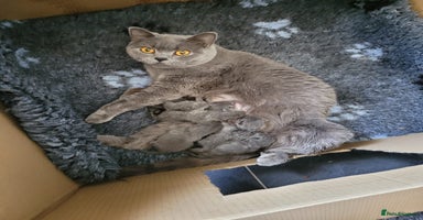 British Shorthair cats - Advert 2