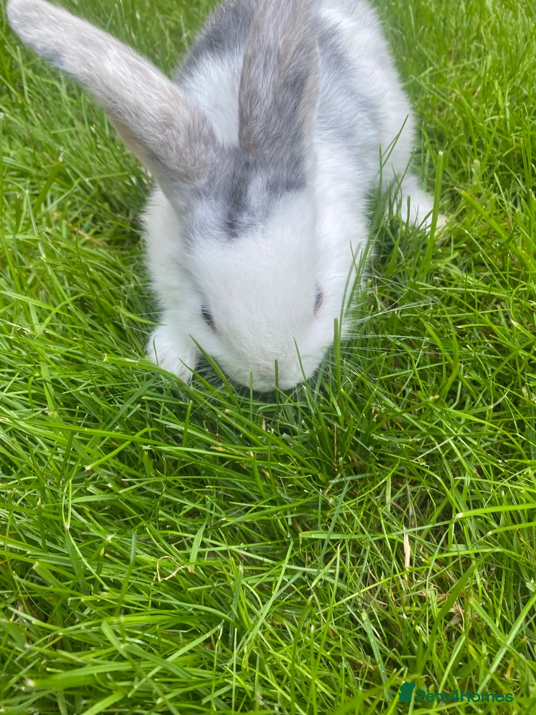 Mini Lop rabbits for sale: Bunny for sale  in Morpeth - Advert 2