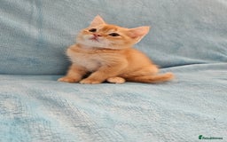 Scottish Fold cats for sale: Adorable Scottish fold Straight Ears Kittens - Image 3