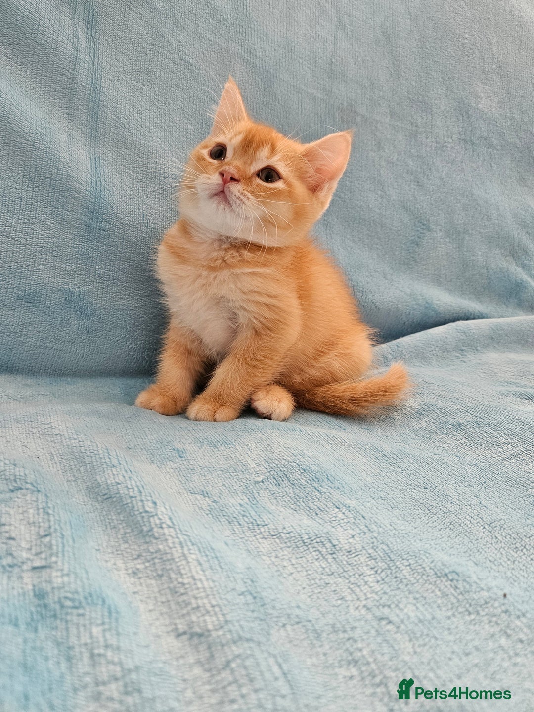 Scottish Fold cats for sale: Adorable Scottish fold Straight Ears Kittens - Image 3