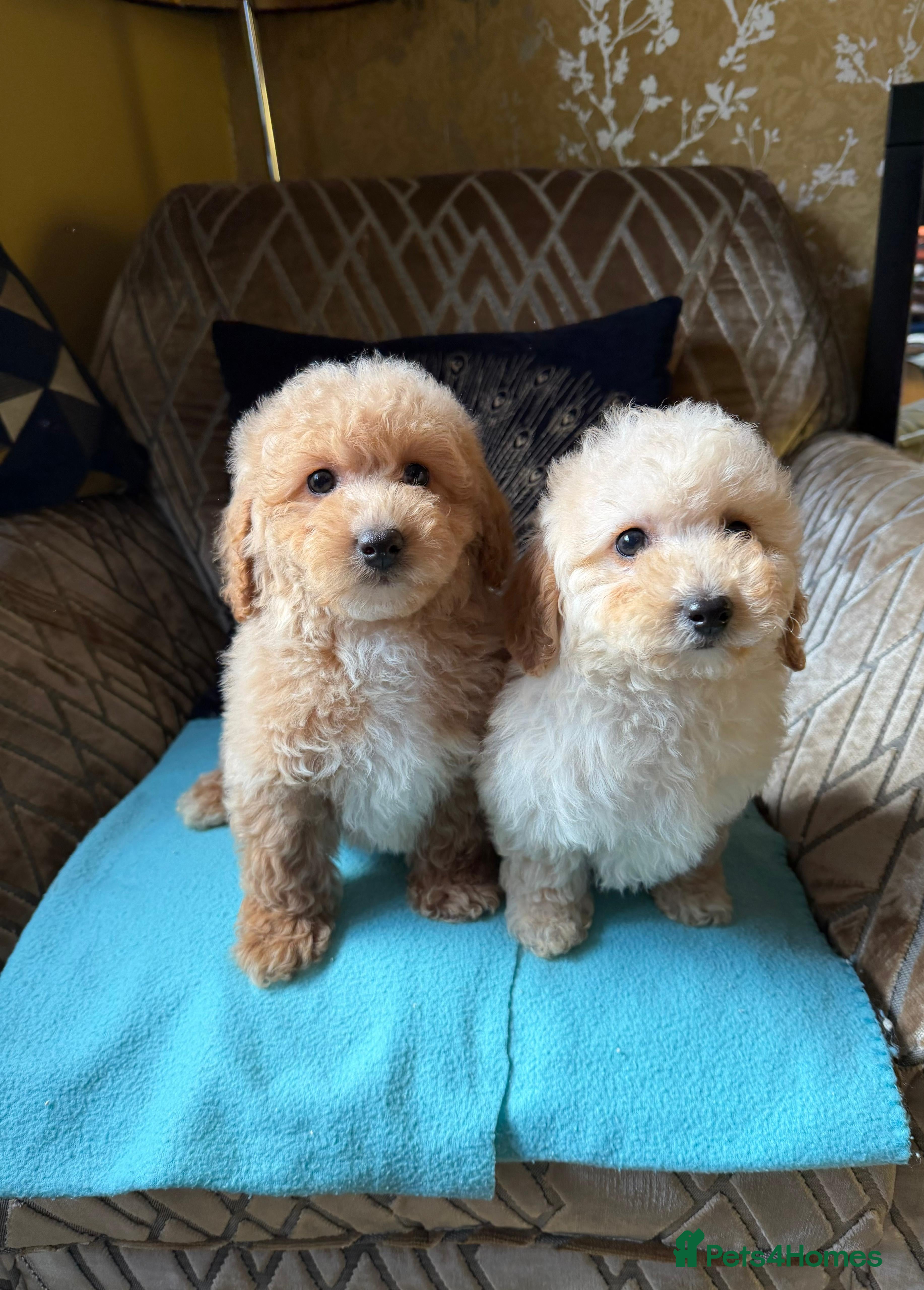 Poochon dogs Poochon Puppies - Advert 3