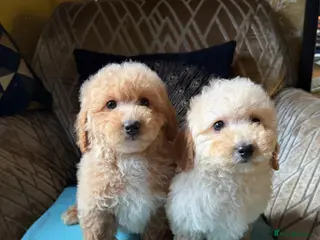 Poochon dogs Poochon Puppies - Advert 3