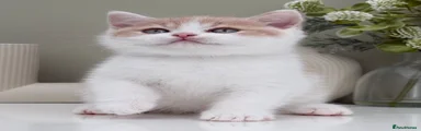 British Shorthair 4