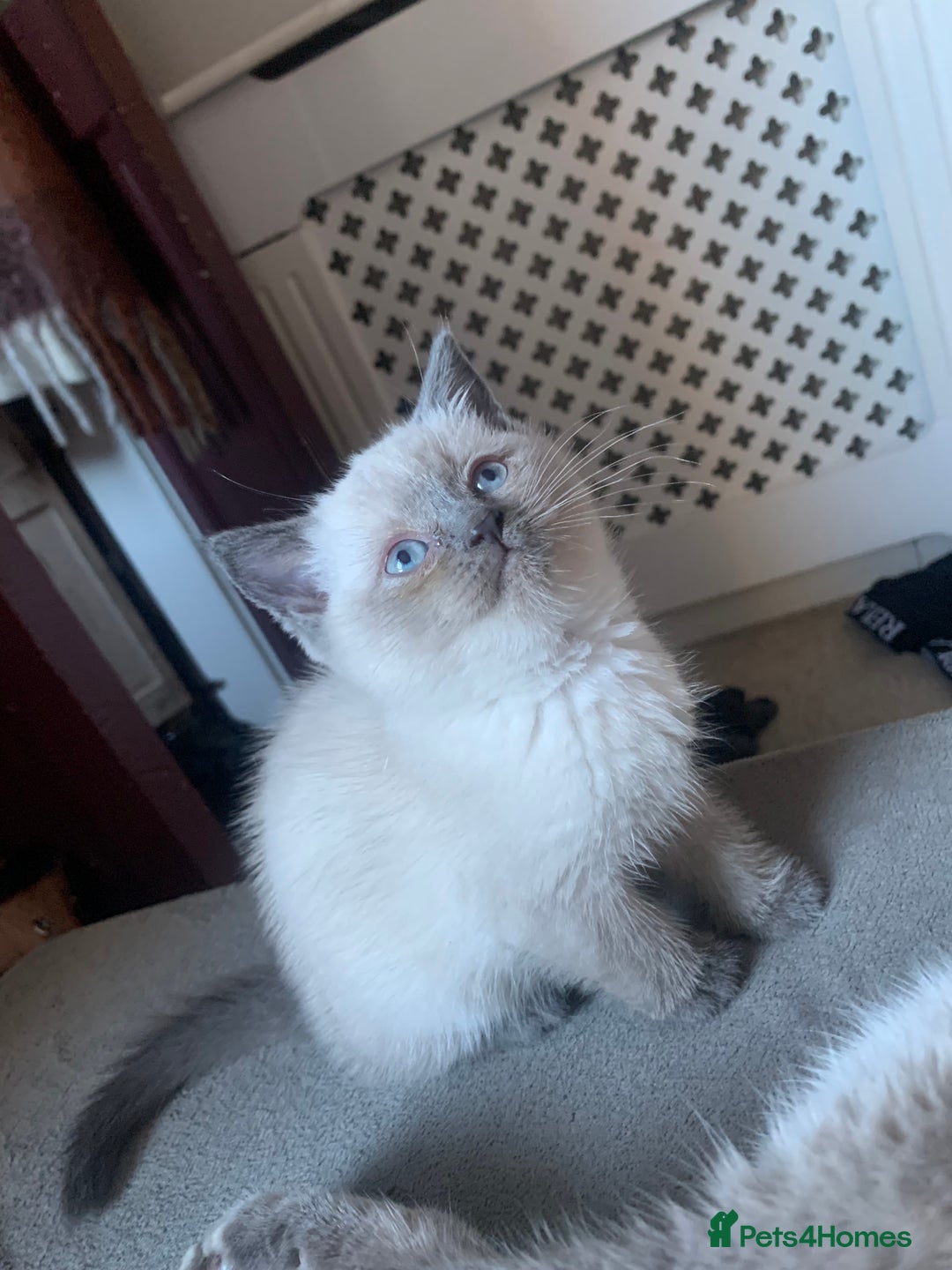 Persian cats for sale: cute 9wk old adorable bundle of joy Persian kitten - Advert 40