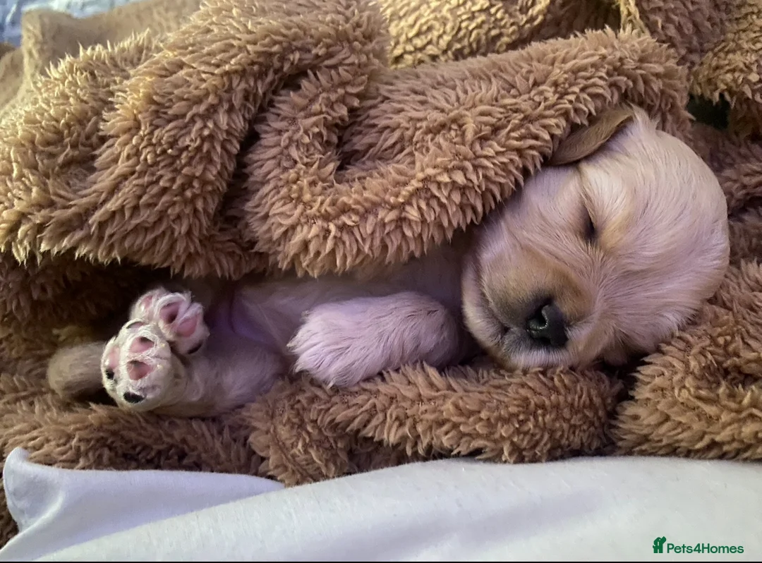 Cavapoo dogs for sale: Cavapoo Puppies. Ready in 2 weeks. Now for viewing - Advert 11