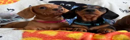 Miniature Dachshund dogs for sale: KC Mini Dachshund.  - Advert 7