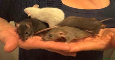 Rat rodents - Advert 4
