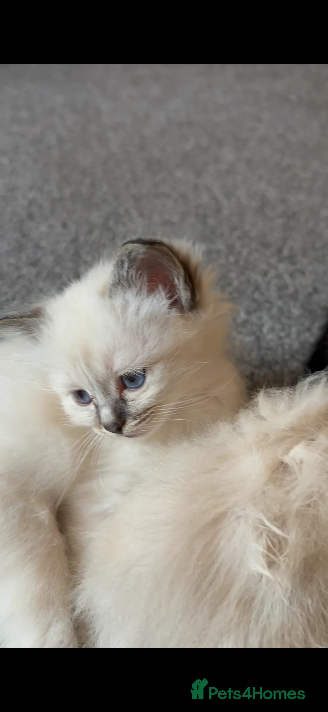 Birman cats for sale: Birman Kittens for sale. - Advert 11