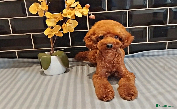 Toy Poodle dogs in Brighton - Advert 1