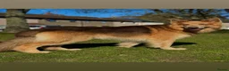 German Shepherd dogs for stud: Isabella German shepherd stud dog  - Advert 5