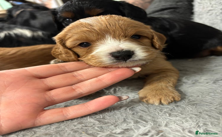 Cavapoo dogs - Advert 3