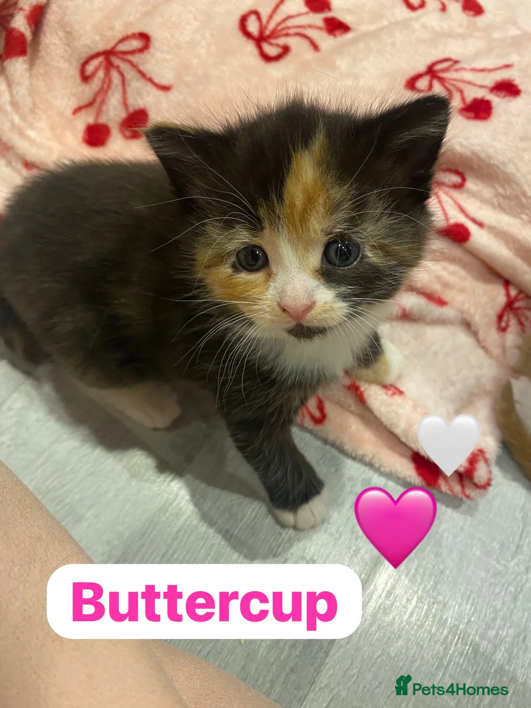 Mixed Breed cats for sale: 3 stunning kittens🩵🩷 - Advert 20