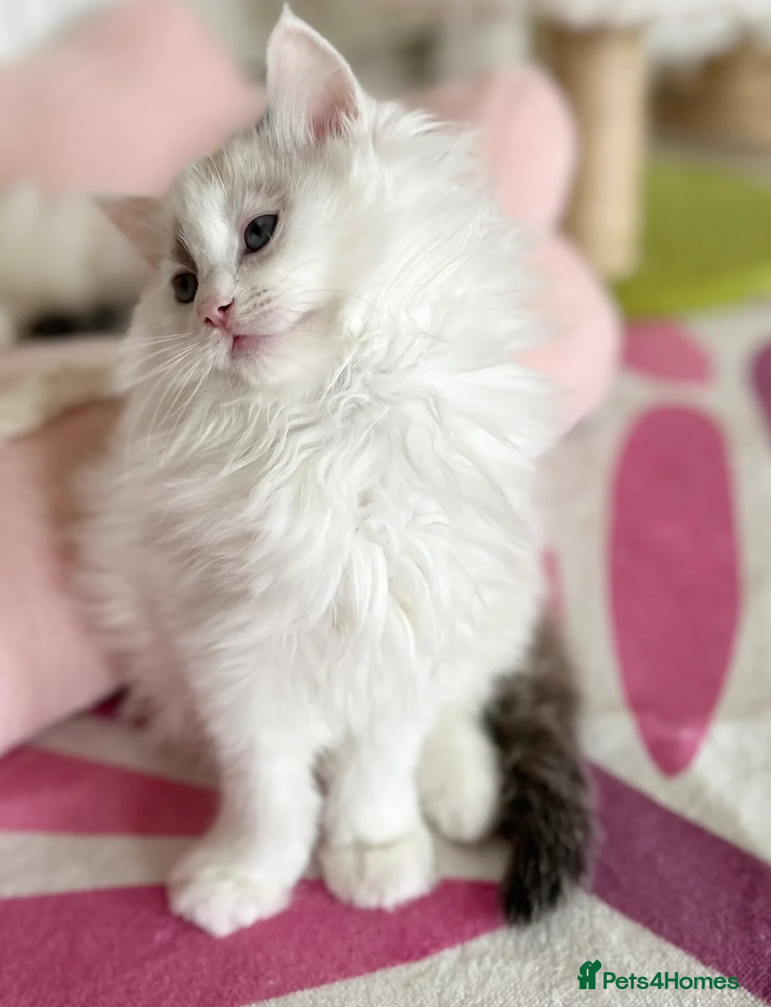 Ragdoll cats for sale: Gorgeous rare Van Ragdoll boy - Advert 13