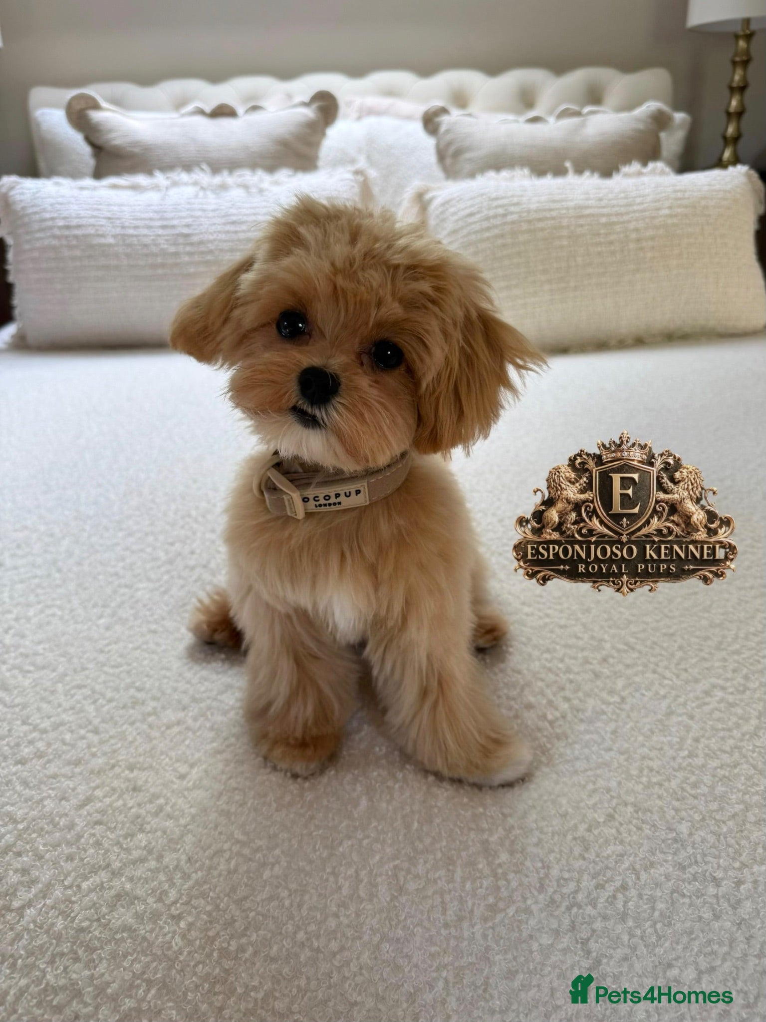 Maltipoo dogs 👑 ESPONJOSO Asian Maltipoo 4⭐ Council Licensed 👑 - Advert 1
