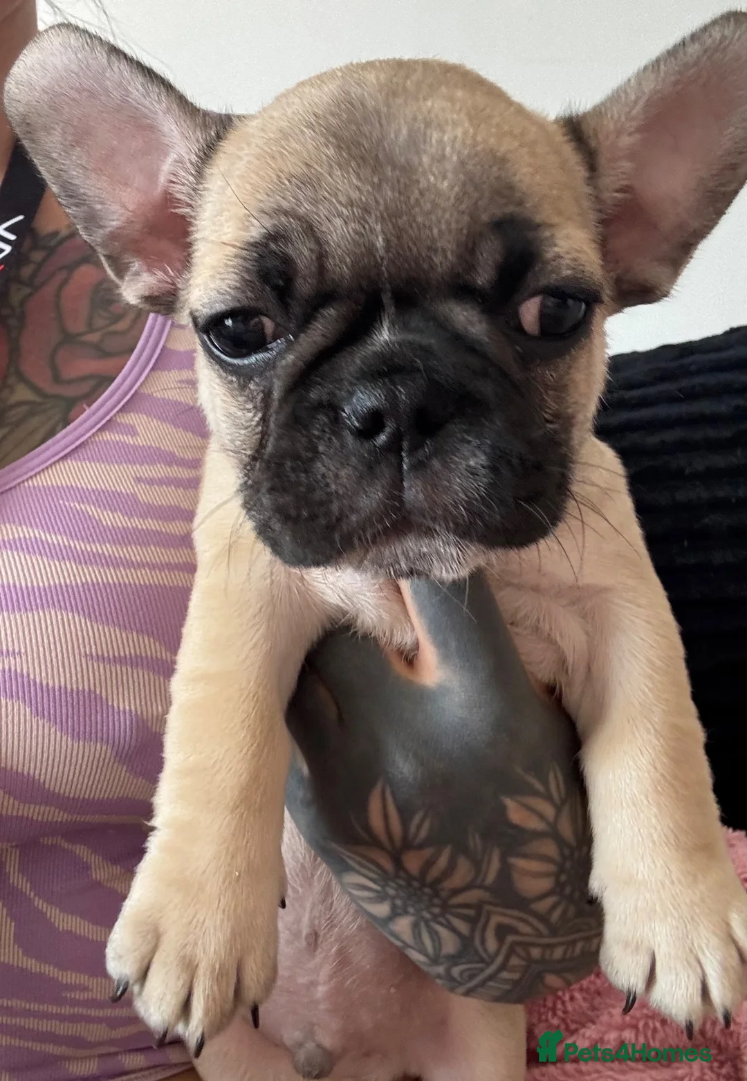 Mixed Breed dogs for sale: 8 Weeks Old French bulldog puppies - Advert 2