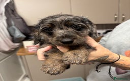 Doxiepoo dogs for sale: Doxipoo puppies READY NOW - Image 10