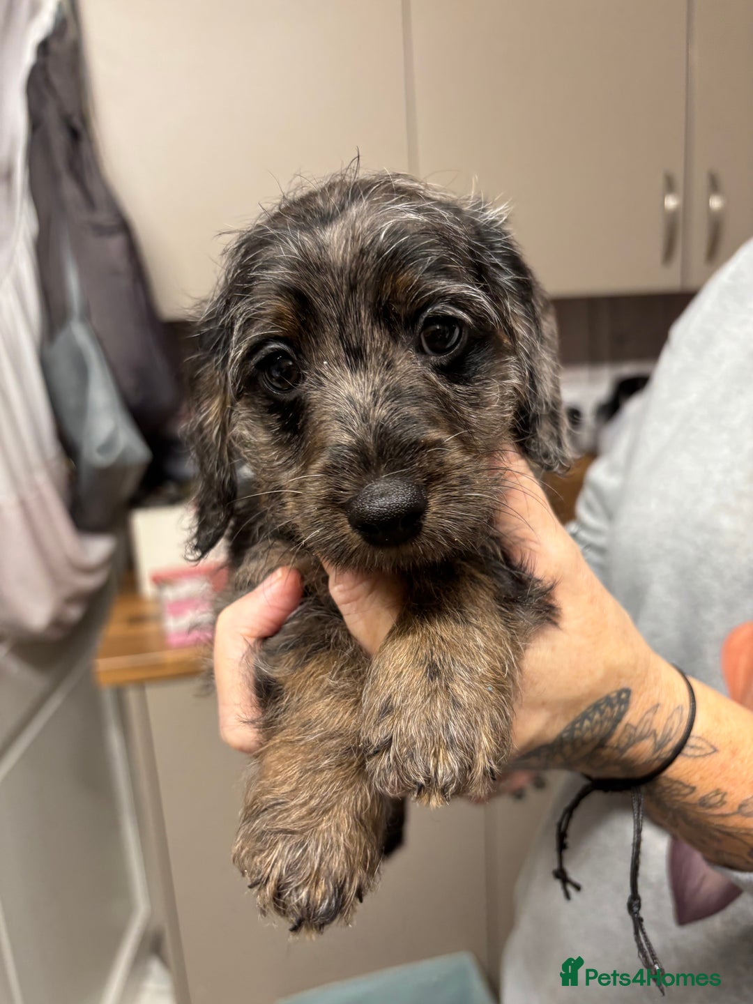 Doxiepoo dogs for sale: Doxipoo puppies READY NOW - Image 10