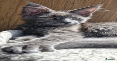 Maine Coon cats - Advert 16