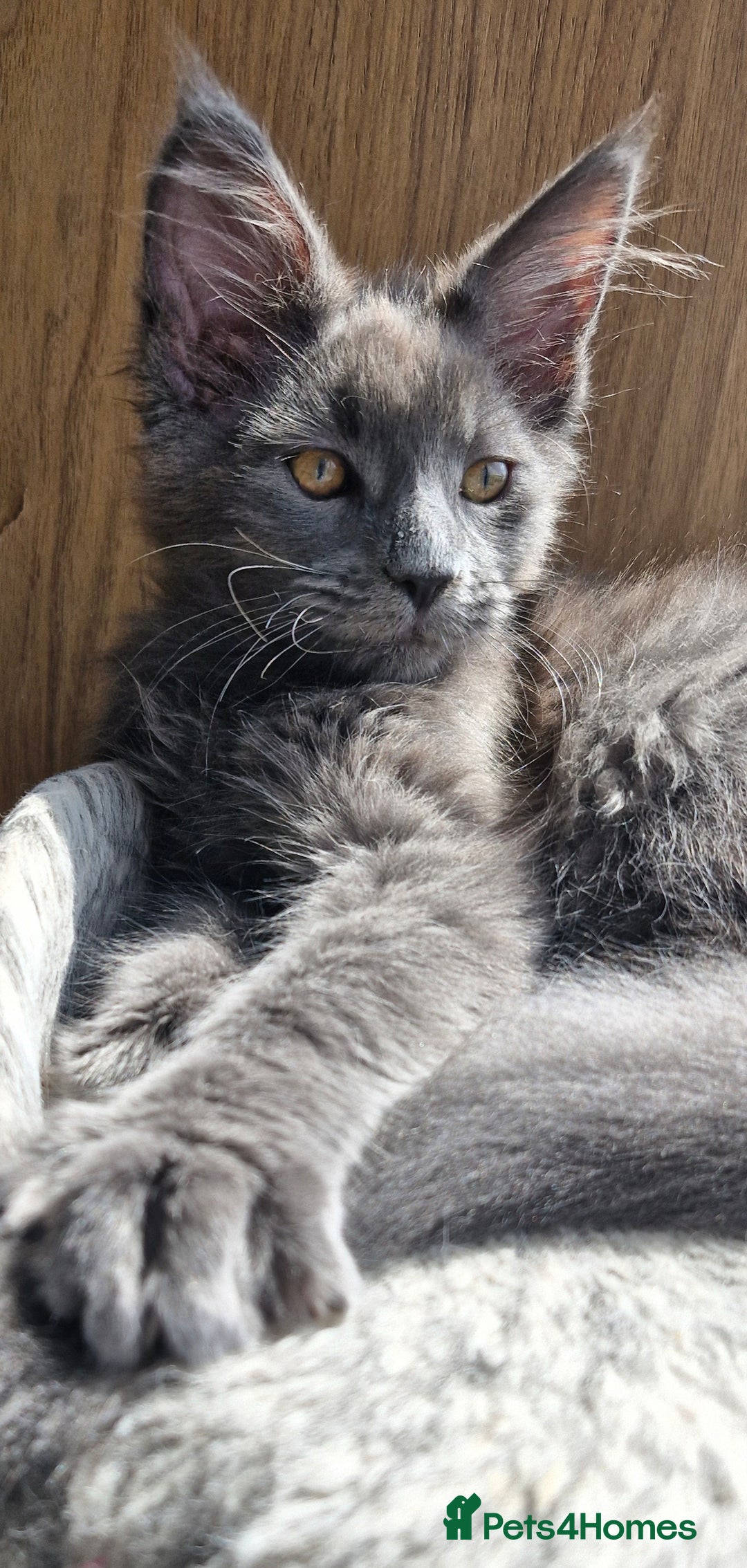Maine Coon cats for sale: Little adorable kitten looking for new home  - Image 6